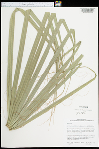 Sabal palmetto image