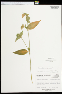 Commelina communis image