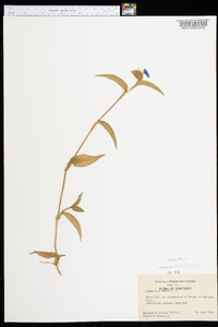 Commelina communis image