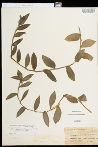 Tradescantia fluminensis image