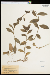 Tradescantia fluminensis image