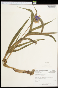 Tradescantia virginiana image