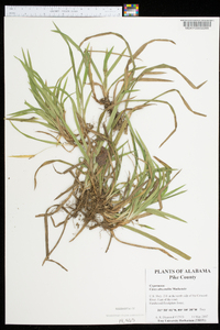 Carex abscondita image