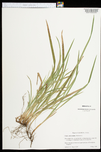 Carex abscondita image