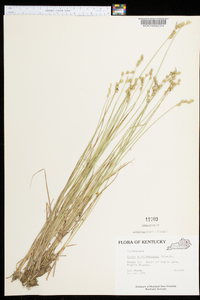 Carex albolutescens image