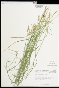 Carex albolutescens image