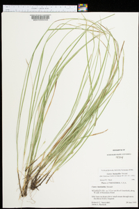 Carex basiantha image