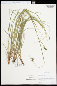 Carex caroliniana image