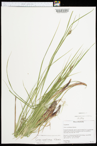 Carex caroliniana image