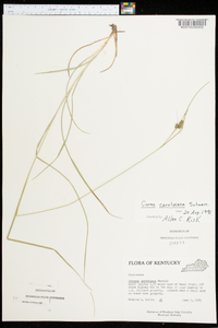 Carex caroliniana image