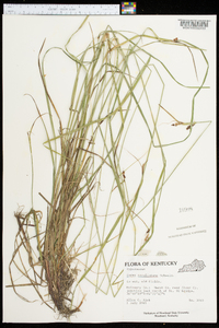 Carex caroliniana image