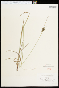 Carex complanata image