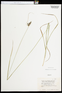 Carex complanata image