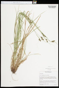 Carex complanata image