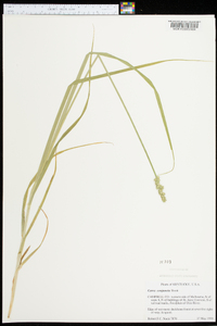 Carex conjuncta image