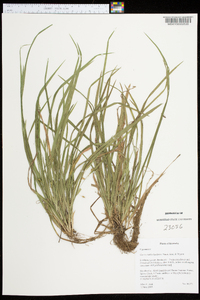 Carex cumberlandensis image