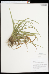 Carex cumberlandensis image