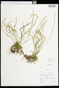 Carex cumberlandensis image