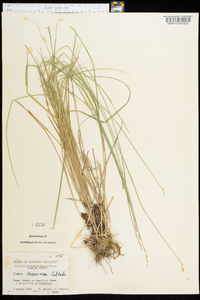 Carex festucacea image