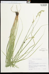 Carex festucacea image