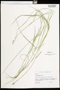 Carex festucacea image