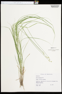 Carex festucacea image