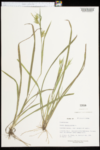 Carex folliculata image