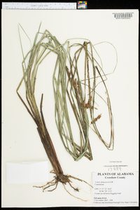 Carex glaucescens image