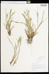 Carex glaucodea image