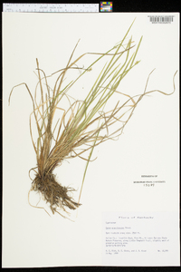 Carex gracilescens image