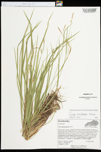 Carex gracilescens image