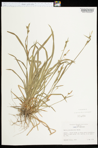 Carex gracilescens image