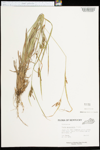 Carex grayi image