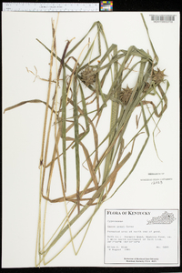 Carex grayi image