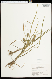 Carex grayi image