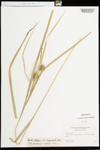 Carex grayi image