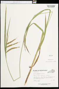 Carex gynandra image