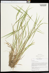 Carex hitchcockiana image