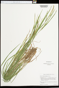 Carex hitchcockiana image