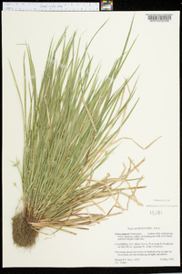 Carex jamesii image