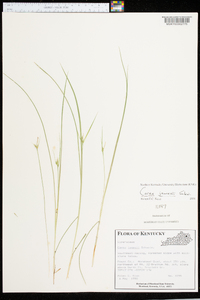 Carex jamesii image