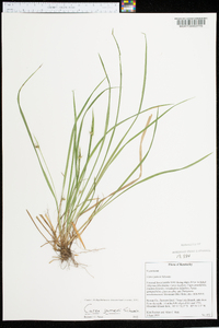 Carex jamesii image