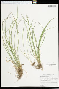 Carex jamesii image