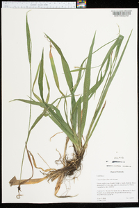 Carex kraliana image