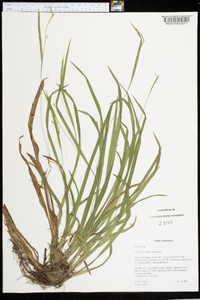 Carex laxiculmis image