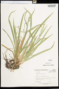 Carex laxiculmis image