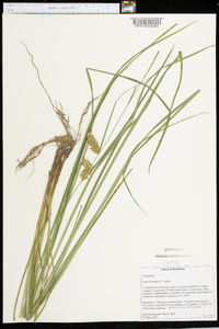 Carex louisianica image