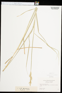 Carex muskingumensis image