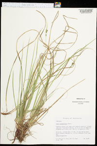 Carex nigromarginata image