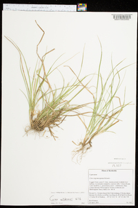 Carex nigromarginata image